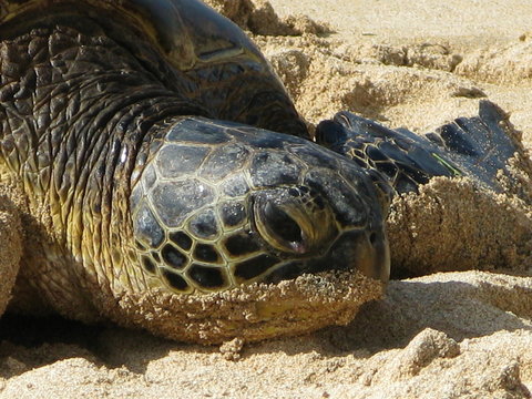 one sea turtle
