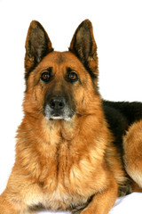 chien berger allemand