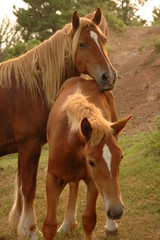 Fototapeta premium horse