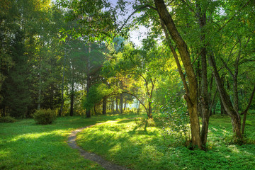 morning in the forest