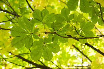Fototapeta na wymiar chestnut leaves