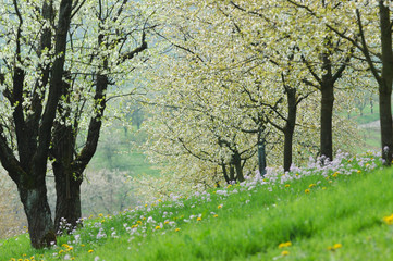 Naklejka premium Pommiers en fleurs