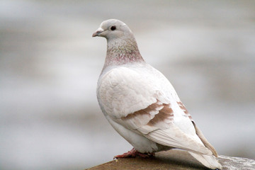 wild dove