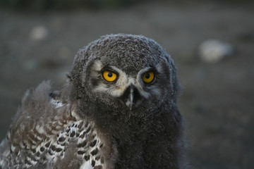 Snowy owl nestling