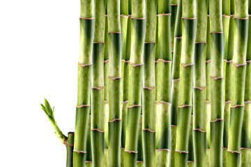 Fototapeta na wymiar Bamboo shoots