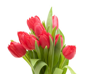 Fototapeta premium red tulips on white background