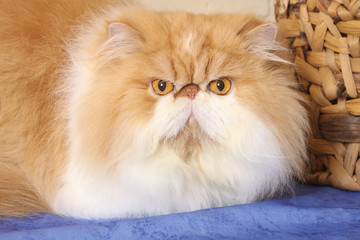 Fototapeta premium magnifique portrait de persan particolore blanc et roux
