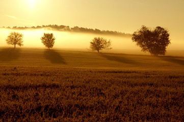 Golden Light