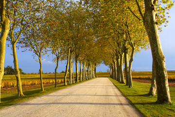 Fototapeta premium autumn lane