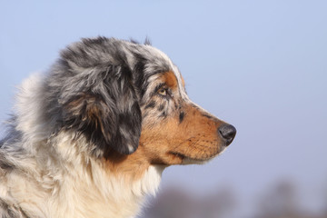 spectaculaire tête de profil d'un jeune berger australien