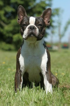 chiot boston terreier assis de face