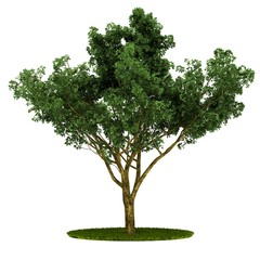 Obraz premium Isolated tree. (Other trees in my portfolio)