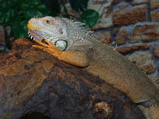 Rhinoceros Iguana (Cyclura cornuta)