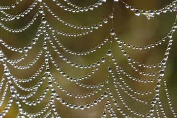 Dew drops collected on a spider's web.