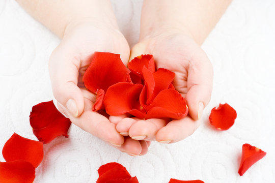 Hands with rose petals
