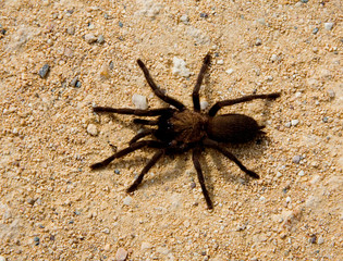Large Brown Spider