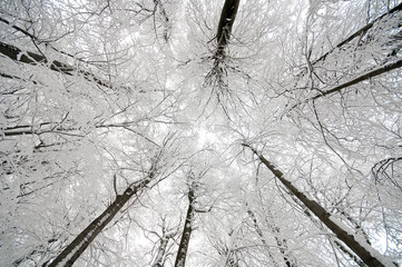 Looking to the sky - winter scene in forest