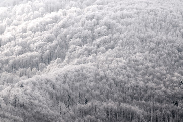 abstract b&w winter forest scene