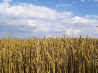wheat field