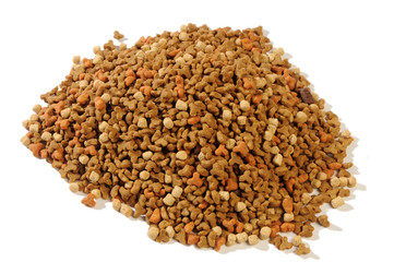 dry forage for kittens