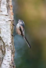 Long Tailed Tit