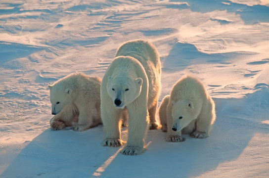 Fototapeta Niedźwiedzie polarne w kanadyjskiej Arktyce