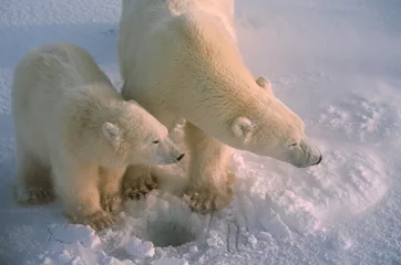 Tableaux ronds sur plexiglas Ours polaire Polar bears in Canadiab Arctic