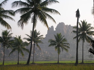 Hampi, Coconut Palms