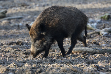 Wildschwein