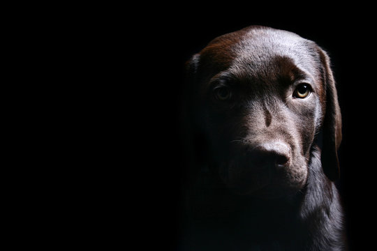 Chocolate Labrador Puppy - Low Key Shot