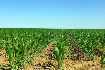 Field of green maize.