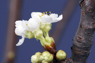 Obraz premium Kirschblüte