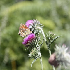 Papillon butinant un chardon