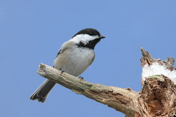Bird On A Snowy Stump In Winter