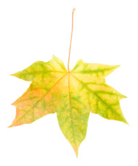 yellow maple leaf isolated