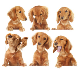 Dachshund puppy toppers