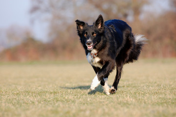 Border Collie