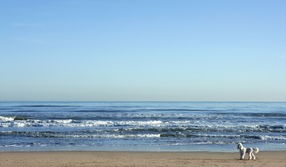 Big white poodle in a huge beach landscape