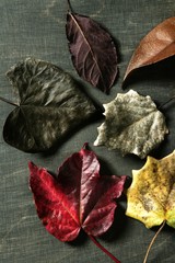 Still of autumn leaves, dark wood background, fall image