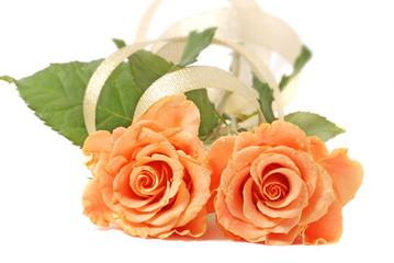 Orange rose