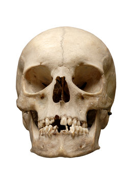 skull on a white background