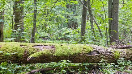 Broken ash tree almost decomposed