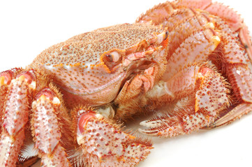 Alive  king crab
