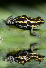 Obraz premium Poison frog from ecuador with reflection