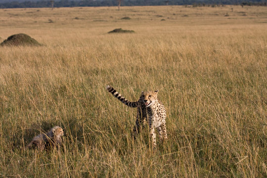 cheetah with 5 cubs