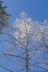 Obraz premium Winter forest