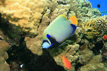 Fototapeta na wymiar Ustniczek i Coral Reef