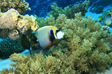 Fototapeta na wymiar Emperor Angelfish and Soft Corals