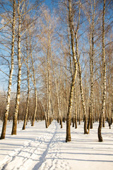 Winter wood-02
