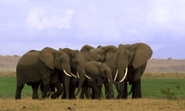 Elephant Herd In Amboseli